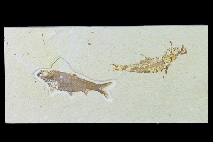 Pair of Fossil Fish (Knightia) - Green River Formation - Wyoming #138683